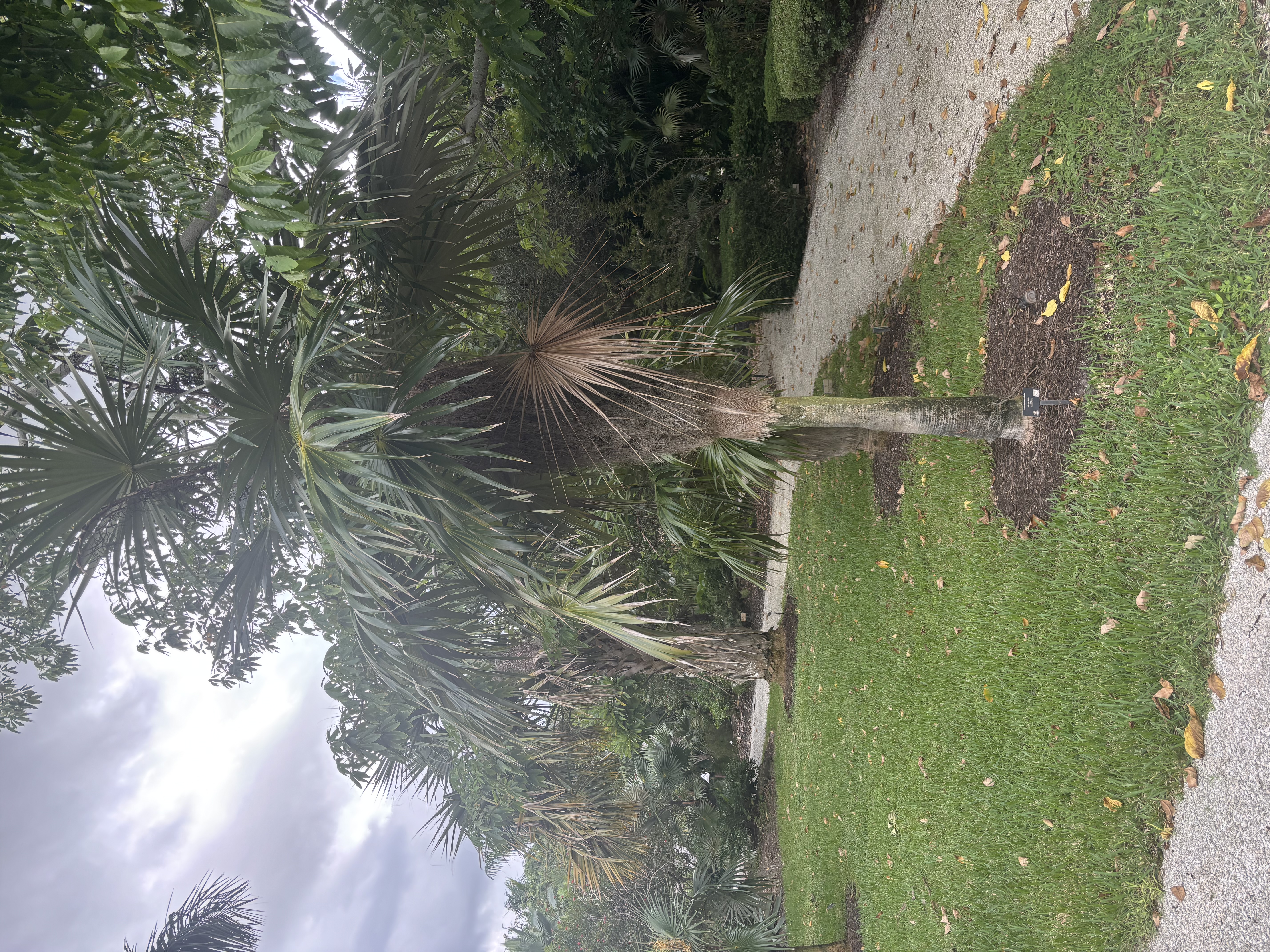 Coccothrinax crinita